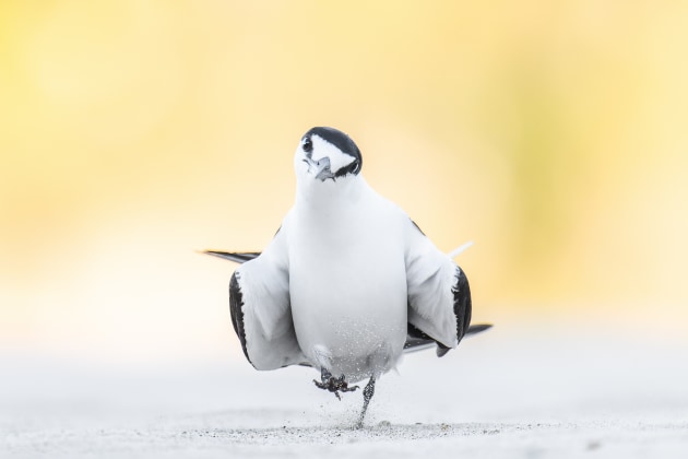 A courting Sooty Tern struts its stuff on a beach at Lord Howe Island. During the courting ritual, a pair of terns circle each other with their wings dropped, head on an angle and flicking sand into the air with their feet as they walk. Nikon Z8, Nikon Z 180-600mm F5.6-6.3 VR lens @ 560mm. 1/1600s @ f6.3, ISO 3200.
