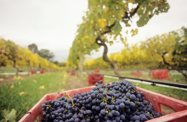 The development of a mandatory Winegrape Purchases Code of Conduct is officially underway, following Dr Craig Emerson&rsquo;s analysis of the Australian wine industry, released by Wine Australia last July. 
Source: Getty Images