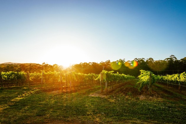 The federal government has announced an additional $10 million in funding support for Australia&rsquo;s wine and cider industry, through the Wine Tourism and Cellar Door Grants program, which is now on its seventh round.
Source: Getty Images