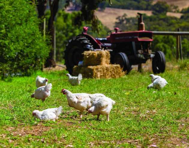 Plucked. Hazeldene’s Bare Birds start out as vegetarian, free-range chickens.
