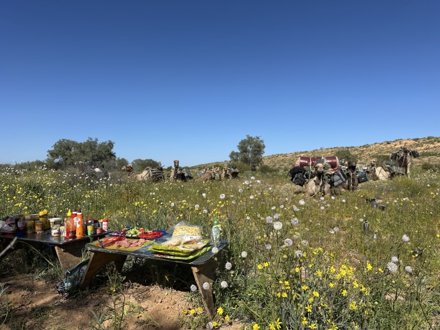 Camels are suited for travel in Australia's sandy interior.