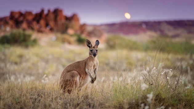 Friendly locals on Kangaroo Island