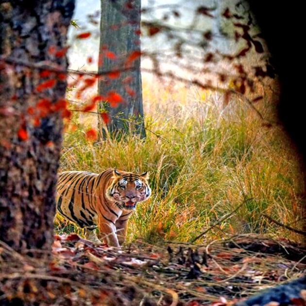 Image: Rakesh Arora Photography Safaris