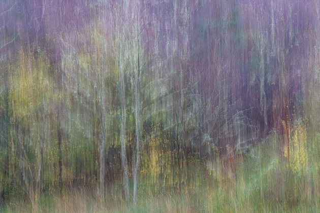 Karen Morley, Rainy day in the woods