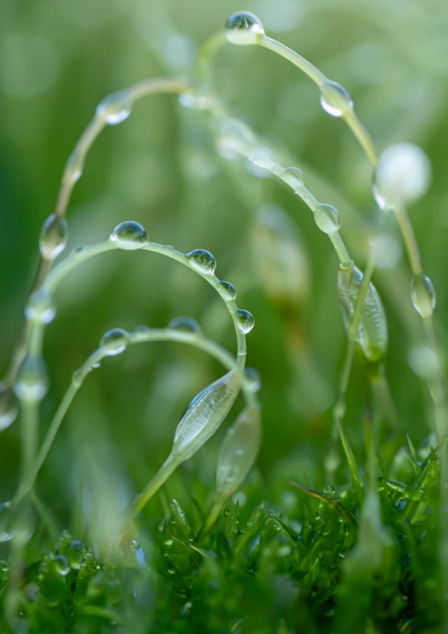 Kate Snow, Moss Spores