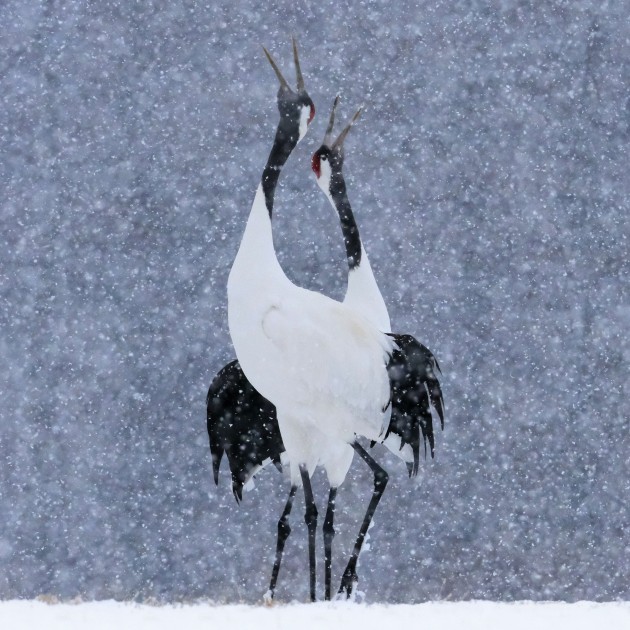 Kees Bastmeijer, Dancing in the snow