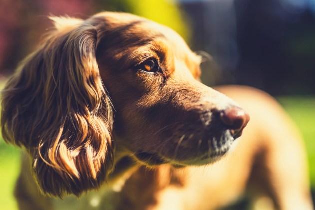 Try to time photoshoots with your dog’s grooming dates so their coats and fur are all neat and trimmed. If you’re planning to take photos indoors, never underestimate the power of natural light streaming in through the window. Canon R6, 50mm f1.4 lens. 1/3200s @ f1.4, ISO 100.