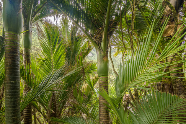 Image: Richard Young