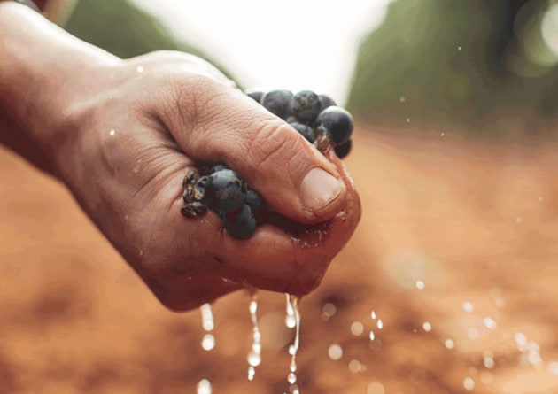 In response to the sector challenges laid out in 2024&rsquo;s One Grape & Wine Sector Plan, Wine Australia has created the Australian Wine Future Fund, designed to increase funding pathways for fast-tracking innovations addressing the industry&rsquo;s most critical challenges.
Source: Wine Australia