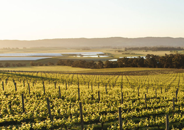 The federal government is backing the development of a National Vineyard Register &ndash; a major Wine Australia project that aims to support a more sustainable future for Australia&rsquo;s wine and grape industry.
Source: Wine Australia