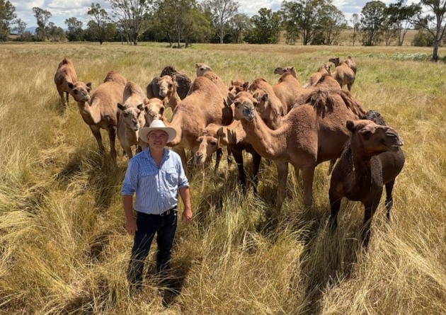 Camel dairy farm, Summer Land Camels, has completed its OnMarket crowd-sourced funding campaign &ndash; raising over $700,000 from 460 investors to support the company&rsquo;s international expansion.
Source: Summer Land Camels