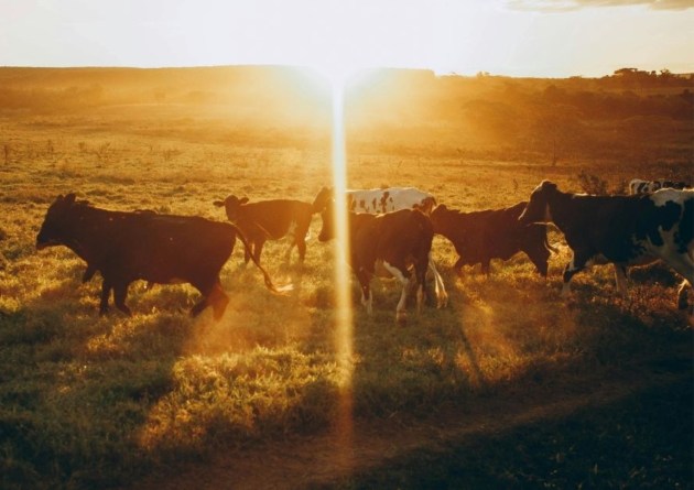 Rumin8 is accelerating its methane reducing feed additive commercialisation progress in New Zealand, garnering $4.4 million (US$3 million) in investment as the company prepares to enter the final trial process.
Source: Rumin8