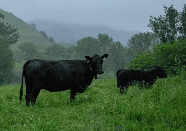 New Zealand based agtech company, Halter, has completed a $314.5 million Series E funding round, achieving a new $2.86 billion valuation.
Source: Halter