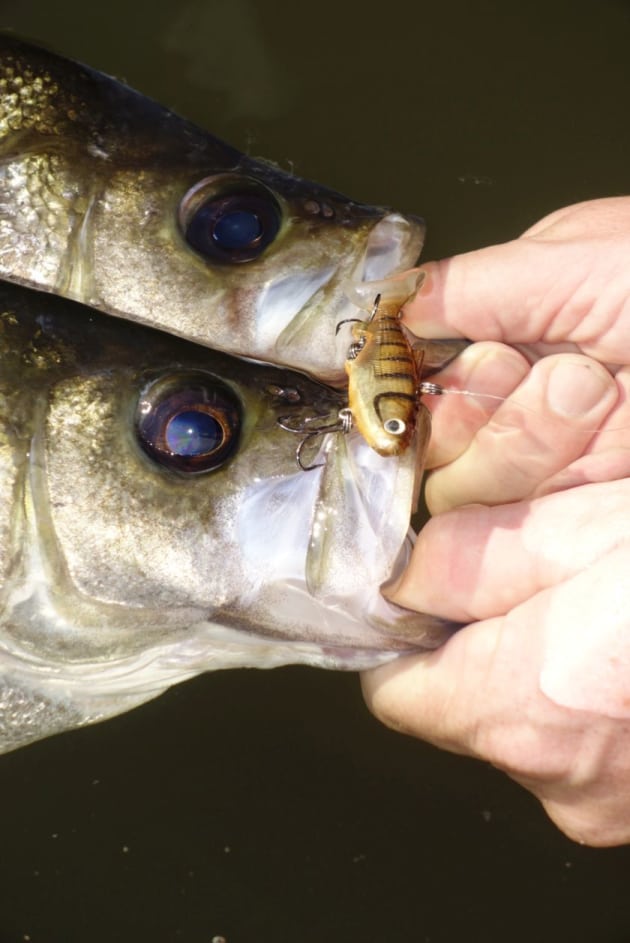 discontinued martha stewart patio furniture cushions