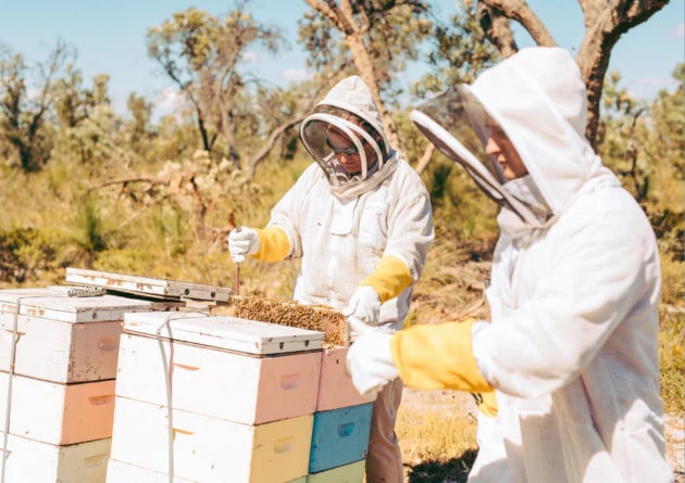 The Western Australian government has invested $437,500 in the state’s agrifood and beverage sector as part of its Value Add Investment Grant program, with funding going towards feasibility studies that support business expansion, diversification, and growth.
Source: Forest Fresh Honey