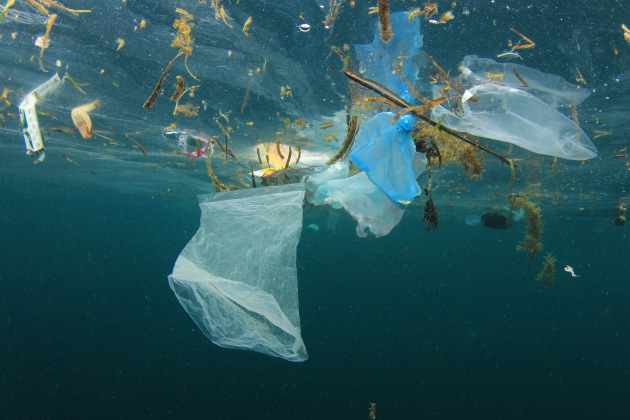 Image: Shutterstock / Rich Carey; source: WWF-Australia