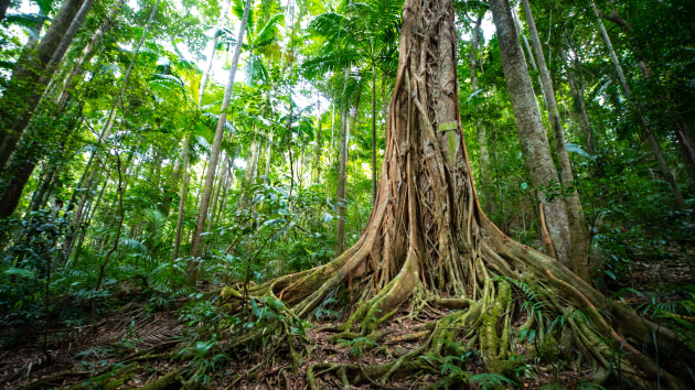 D’Aguilar National Park. Getty