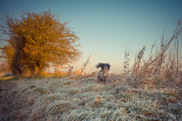 Getting down to your dog’s eye-level shows the world from their perspective and will always improve your results. If your dog responds to their name, let them wander off, get your camera ready and then call them back so you can capture them in motion as they race to your side. Ricoh GR II. 1/500s @ f7.1, ISO 200.