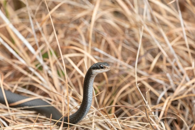 Snake in the bush. Richard Stovall/unsplash