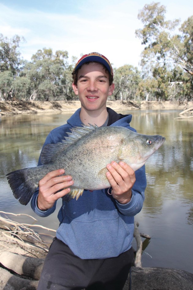 riverina perch
