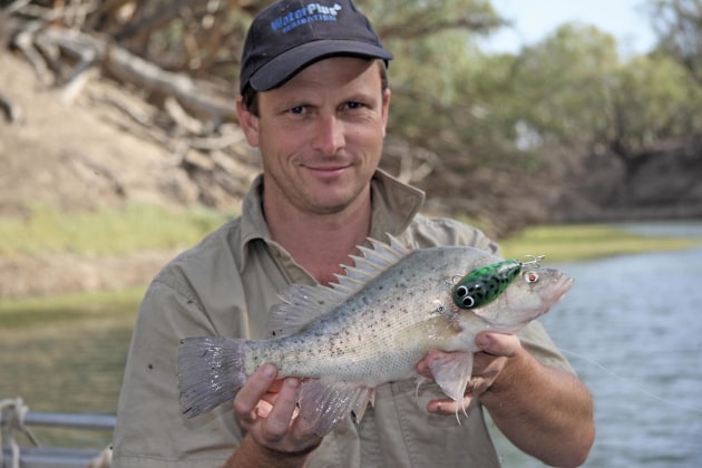 riverina golden perch