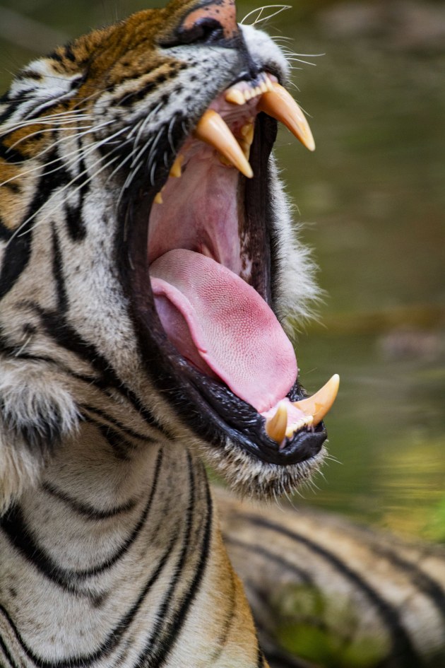 Image: Rakesh Arora Photography Safaris