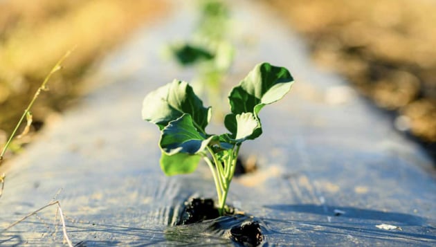 The latest research from national industry body for vegetable producers, AUSVEG, has unveiled the scope of the $213 million annual compliance, regulatory and red tape burden affecting Australian vegetable growers, as forty per cent actively consider leaving the industry within the next year.
Source: AUSVEG