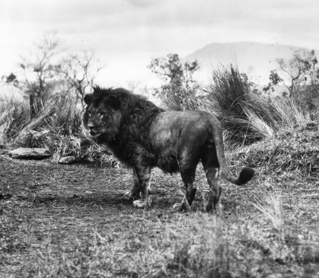 Imagine seeing a photo of a lion for the first time. The Lion, 1909-12. Photo Cherry Kearton.