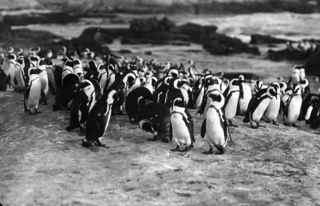 Photo: Cherry Kearton