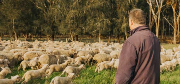 Meat & Livestock Australia (MLA) said the latest Australian Bureau of Statistics (ABS) figures on livestock slaughtered and red meat production confirm a historic period for the red meat sector. (Image: MLA website)
