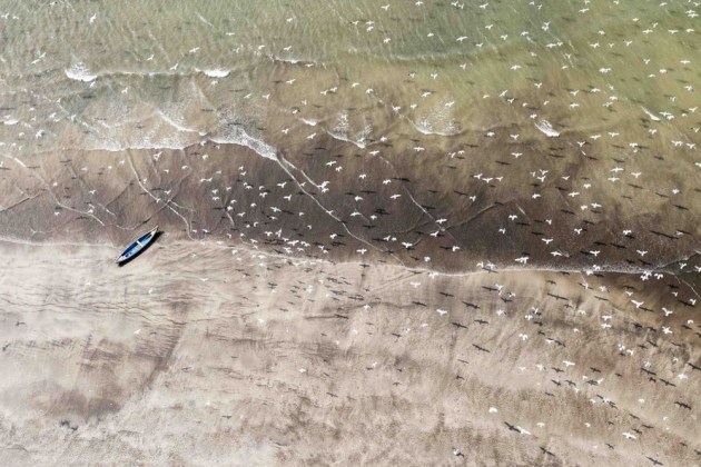 A finalist in the Natural World category of gulls soaring over a beach(Credit: Vikas Datta)