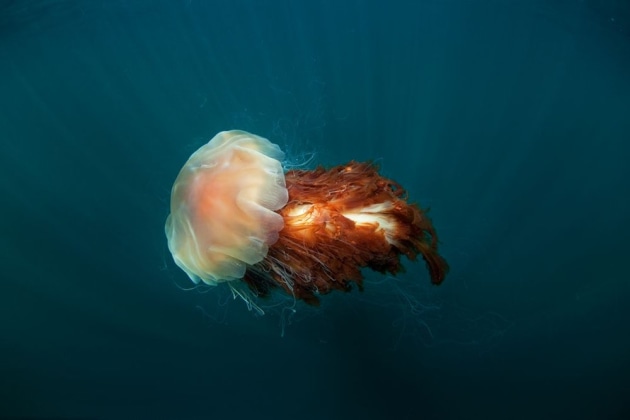 A finalist in the Natural World category – a lion’s mane jellyfish is lured by a rich plankton soup (Credit: Martin Prochazka)