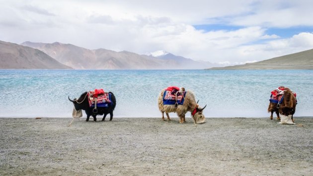 A finalist in the Travel category – yaks beside Pangong Lake (Credit: Yusuf Chiniwala)
