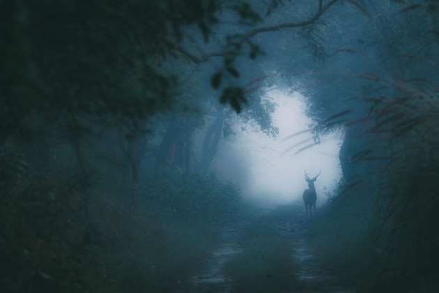 A finalist in the Altered Images category – a spotted deer stag on a cold winter morning in the forest (Credit: Swaroop Singha Roy)