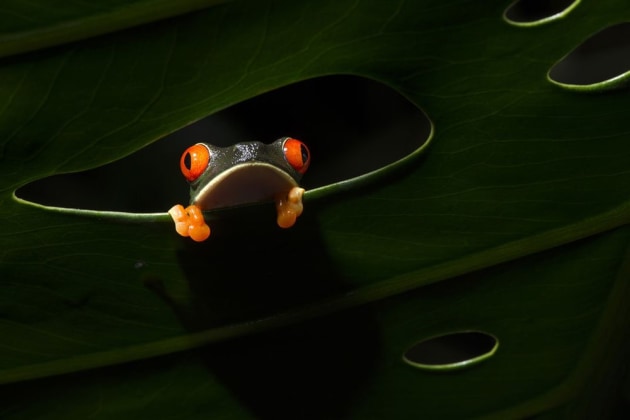 A finalist in the Natural World category showing a tree frog in Coast Rica (Credit: Salvador Colvée Nebot)