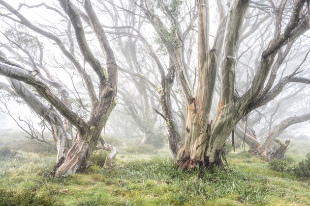 Snowgums in Fog, Falls Creek, Victoria. Nikon Z 7, Nikon 24-70mm f/2.8 ED VR lens @ 31mm. 0.6s @ f14, ISO 100.