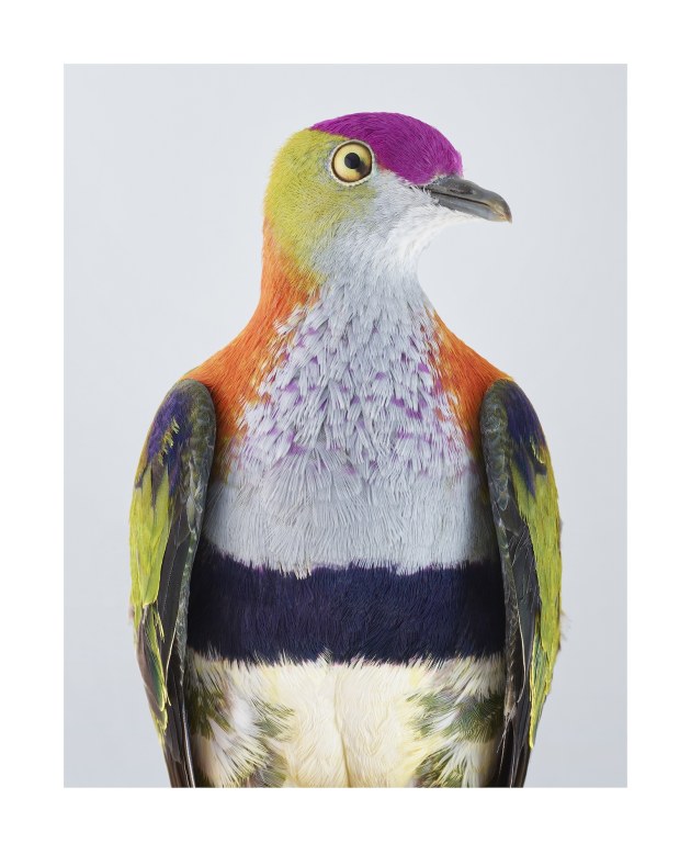 Nature~ista
Leila Jeffreys, Superb Fruit Dove.
From the series Ornithurae, 2017.