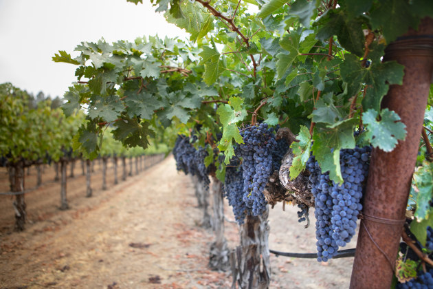 Grapes on the vine at Treasury Wine Estates' Penfolds vineyard in California. (Image: TWE)