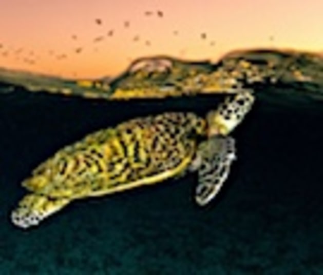 turtle 135