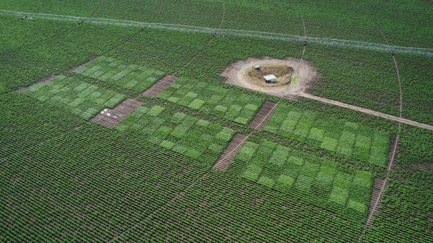 PepsiCo has acquired South Australian based seed potato business, Dowling AgriTech (DAT), aiming to strengthen seed supply security and drive innovation.
Source: PepsiCo