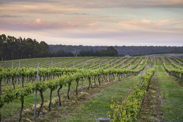 The Western Australian government is investing $6 million to grow the state&rsquo;s wine industry, through a new four-year partnership with Wines of Western Australia. 
Source: Wines of WA/Frances Andrijich