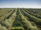 Cobram Estate secures $175m to accelerate US growth
