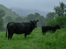 NZ agtech company raises $315m for Australian expansion