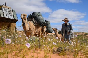 Outback Camel Company turns 50