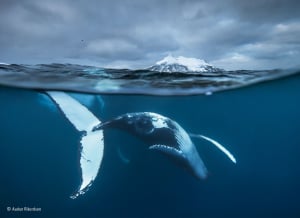 10 amazing images from the Wildlife Photographer of the Year exhibition