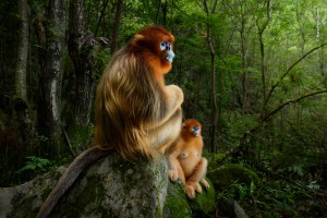Winners of the 2018 Wildlife Photographer of the Year