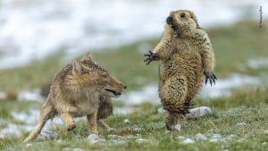 The winners of the 2019 Wildlife Photographer of the Year