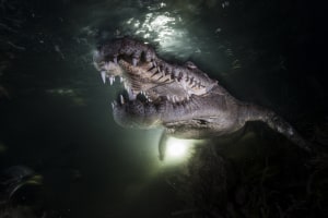 Nat Geo photographers descend down under 
