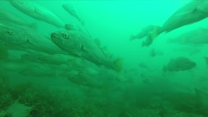 NSW harvest strategies &ndash; have your say!