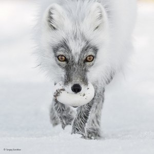 13 remarkable finalists from the 2017 Wildlife Photographer of the Year
